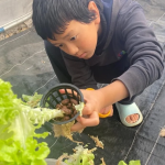Young hands growing and harvesting Hydroponics.